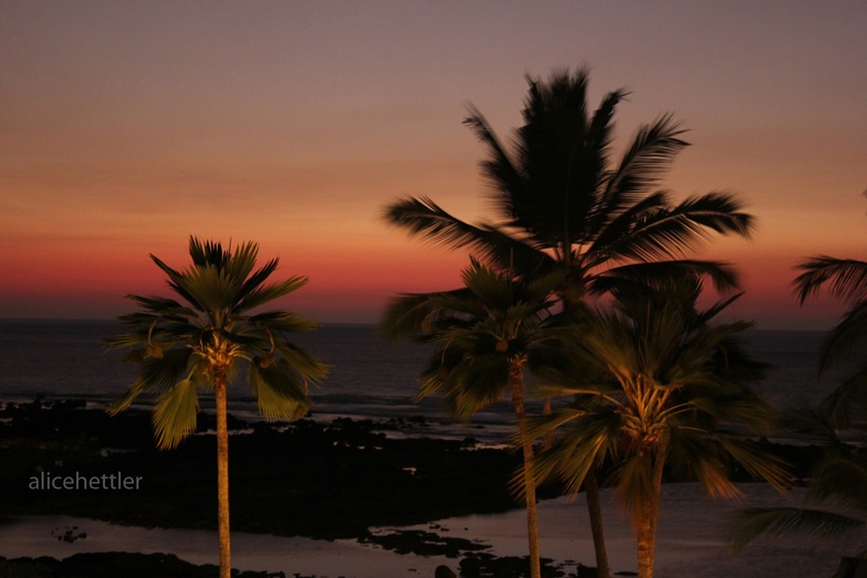 Palmen im Sonnenuntergang.JPG